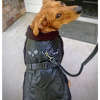 Top Dog Flight Harness Coat by Doggie Design