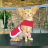 Holiday Dog Harness Dress