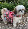 Blooming Blue and Peach Floral Dog Dress